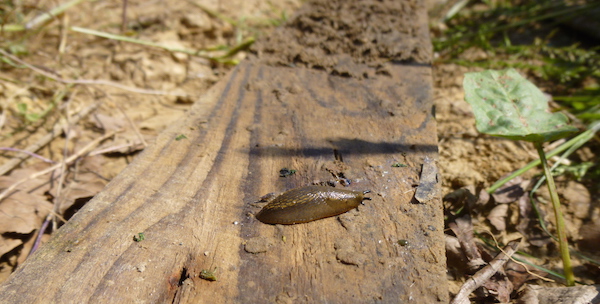 Une limace photographiée par Imane lors de l'atelier observation des bestioles du jardin partagé des Nouzeaux et photo.