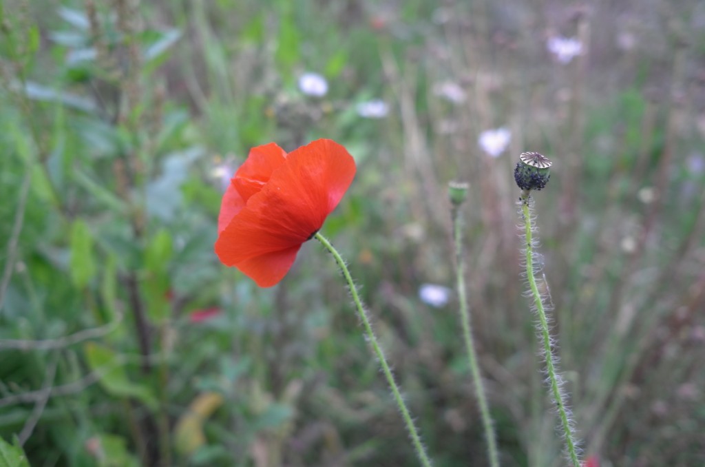 Annuler L Effet D Un Somnifère Le coquelicot (Papaver rhoeas) | Jardin partagé des Nouzeaux